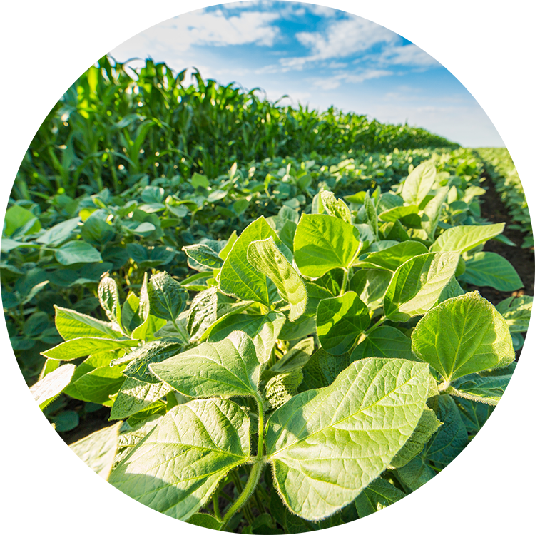 Fortucast Agriculture Timers Circle Banner